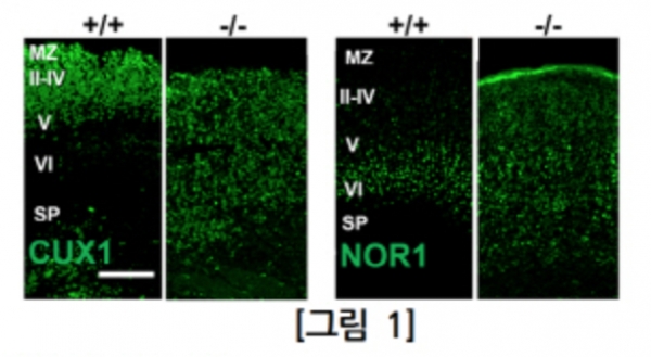 +/+: 일반마우스의 두뇌에서의 뉴런들 분포, -/- : 아녹타민1 녹아웃 마우스의 두뇌에서의 뉴런들 분포. 일반마우스는 CUX1/NOR1로 표시된 레이어 마커안에 잘 분포되어 있으나, 아녹타민1이 결핍된 마우스는 경계없이 퍼져있는 것으로 확인되어, 제대로 뉴런들이 있어야할 곳에 위치되지 않았음. (사진/ 한국과학기술연구원 제공)