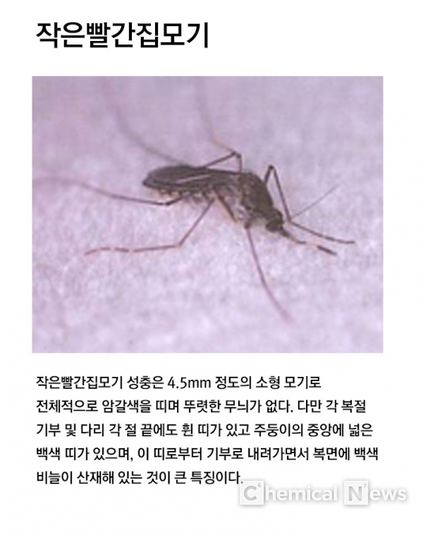 일본뇌염을 일으키는 매개 모기 '작은빨간집모기'. 질병관리본부는 경남 지역에서 하루 평균 1037마리가 채집됨에 따라 22일 전국에 일본뇌염 경보를 발령했다.
