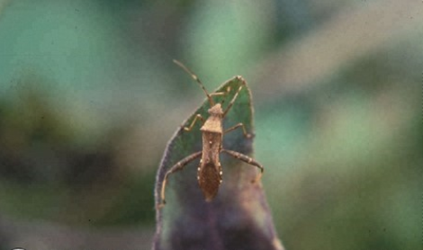 톱다리개미허리노린재 - 성충의 몸길이는 1.5cm이며, 허리가 좁고 세 번째 다리가 발달되어 다리부위에 톱니모양의 가시가 달려 있는 것이 특징이다. [출처=네이버 지식백과]