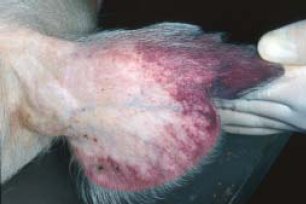 아프리카 돼지 열병 바이러스에 감염된 돼지의 귀 부분. 돼지의 귀 부분이 빨갛게 변하고 출혈이 일어나는 모습이다.[출처=위키피디아]