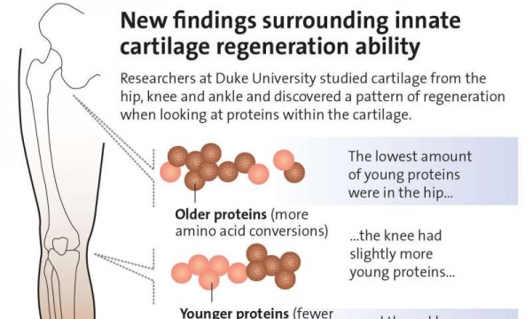 듀크 대학의 연구원들은 고관절, 무릎 및 발목에서 연골을 연구하고 연골 내의 단백질을 볼 때 재생 패턴을 발견했습니다. [출처 : Duke Health의 Alisa Weigandt]