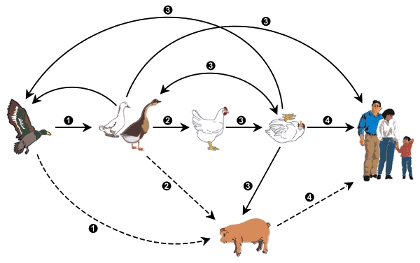 H5N1 인플루엔자 바이러스 및 제어 옵션의 출현. 비병원성 H5 인플루엔자 바이러스는 국내 오리와 거위로 확산 된 후, 국내 닭에게 퍼진 것으로 여겨집니다. 닭에서 H5 바이러스는 국내 오리와 거위로 다시 옮겨지기 전에 병원성이 높아졌습니다. 고도로 병원 성인 H5 바이러스는 수생 조류에서 다른 인플루엔자 바이러스의 게놈과 그 게놈을 재 배열하고, 그 결과 바이러스는 가금류 농장, 인간, 때로는 돼지에게 퍼졌습니다. 이 바이러스는 PB2, HA, NA 및 NS 유전자에서 돌연변이를 획득하여 국내 및 야생 물새와 인간에게 치명적이었습니다. 실선, 전송 시연; 점선, 전송이 가정되었지만 시연되지 않음. 고병원성 조류 인플루엔자를 통제 할 수있는 여러 기회가 있습니다