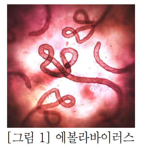 에볼라바이러스 [이미지 출처 : 미국 CDC]