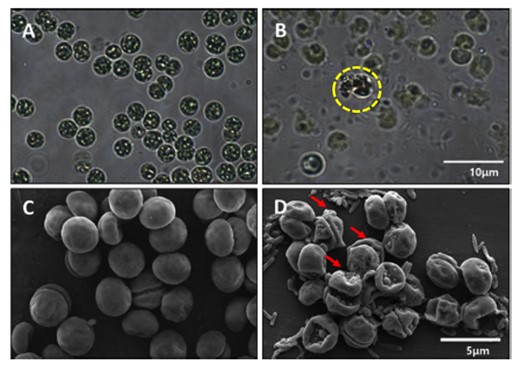 바위손 추출물 클로로포름 분획물 처리 전후의 현미경 사진(A와 B: 차등간섭대비현미경, C와 D: 주사 전자 현미경)