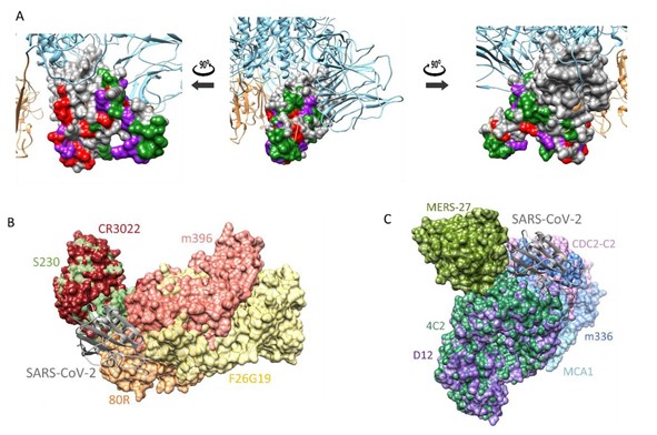 코로나19 바이러스 스파이크 단백질의 3차원 구조(A)와 사스 중화항체 (B) 및 메르스 중화항체(C) 결합 예측