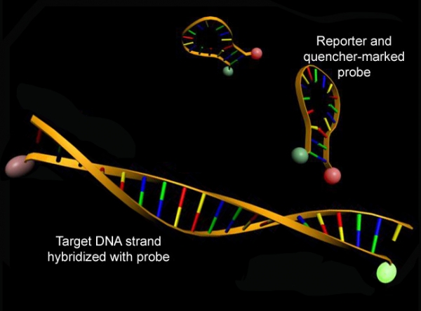 실시간 PCR은 유전자 발현 수준을 검출하기 위해 형광 단 을 사용 합니다 .