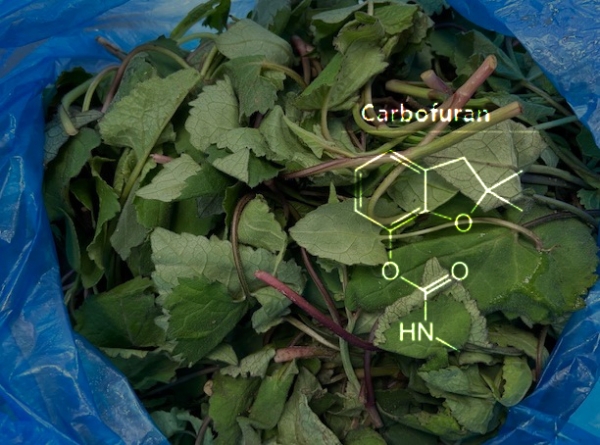 카보퓨란이 기준치(0.01mg/kg)보다 6배 검출된 취나물/식품의약품안전처