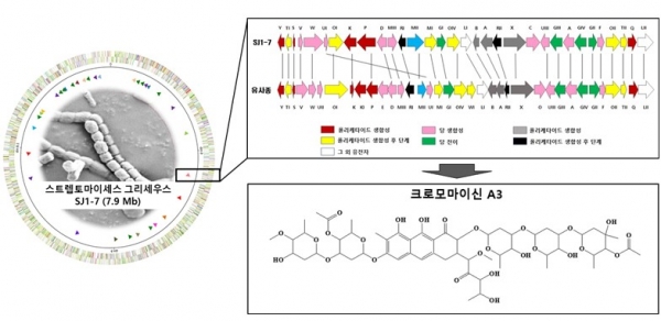 스트렙토마이세스 그리세우스 SJ1-7 유전체 지도, 크로모마이신 A3의 생합성 유전자 클러스터와 화학구조