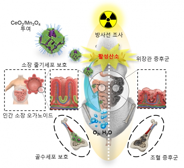 세륨-망간 산화물 헤테로 나노입자의 방사선 보호 효과/기초과학연구원