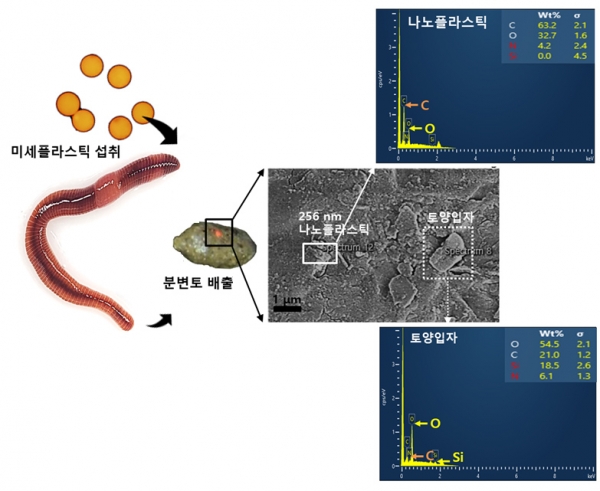지렁이에 의해 작게 쪼개진 나노플라스틱 배출 규명 모식도 /한국연구재단
