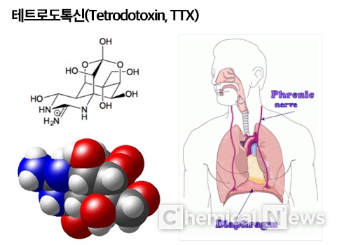 테트로도톡신(Tetrodotoxin, TTX)의 화학구조와 인체영향 /테트로도톡신의 화학&nbsp;ⓒ포인트경제CG