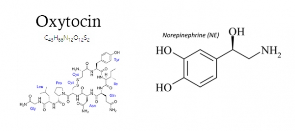 옥시토신(Oxytocin)과 노르에피네프린(norepinephrine)