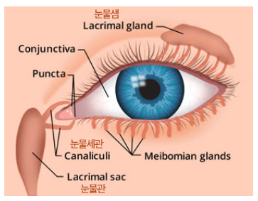인체의 눈물 배출 시스템은 눈을 촉촉하게 보호해 준다. /이미지=All About Vision,