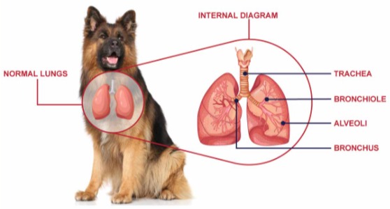 개의 정상 폐 : 기도(trachea ), 세기관지(bronchiole), 폐포(alveoli), 기관지(bronchus) /pet life.ca 갈무리