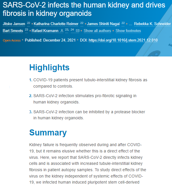 'SARS-CoV-2 infects the human kidney and drives fibrosis in kidney organoids(SARS-CoV-2는 인간의 신장을 감염시키고, 신장 오가노이드에서 섬유증을 유발한다)' /Cell Stem Cell 갈무리