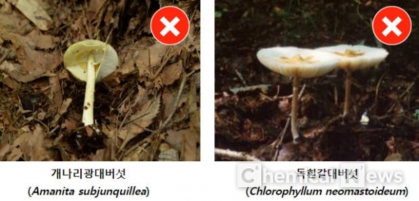 독버섯인 개나리광대버섯과 독흰갈대버섯 /사진=농총진흥청