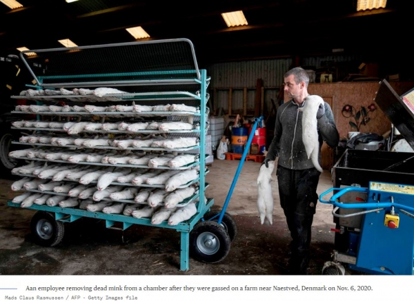 덴마크 네스트베드 인근 농장에서 가스 주입 후 죽은 밍크를 제거하고 있다 / NBC NEWS 홈페이지 갈무리