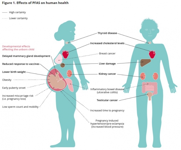 PFAS가 인체 건강에 미치는 영향 [이미지 출처=유럽환경청]