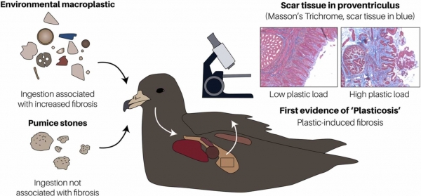 붉은발슴새가 플라스틱을 섭취해서 위장의 섬유화가 진행되는 과정 / 유해물질저널 갈무리