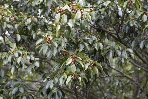 붉가시나무 / 국립생물자원관 갈무리