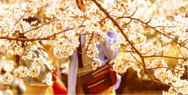 봄 풍경 / 사진출처 – 프리픽
