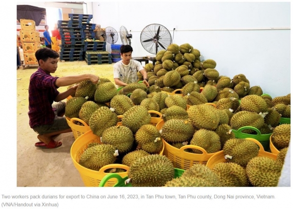 중국으로 수출하기 위해 두리안을 포장하고 있는 베트남 노동자들 / 신화뉴스 갈무리