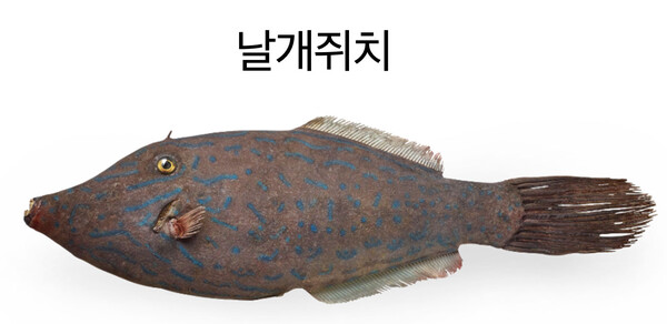 복어독 20배 날개쥐치, 식용 쥐치와 착각 마세요