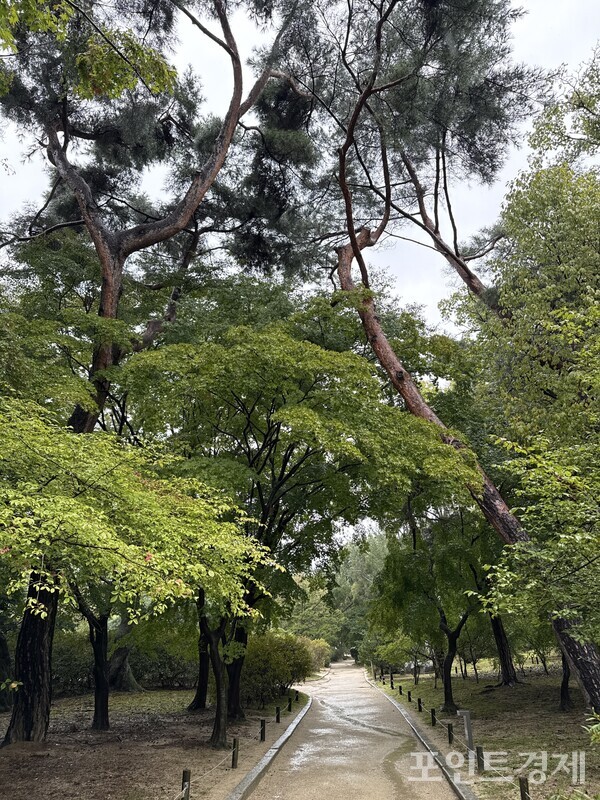 10일 오전 11시께 창경궁 풍경. 부슬비가 내리고 있다. 궁 안에서의 흙을 밟는 소리가 유난히 좋다. /사진=명은별