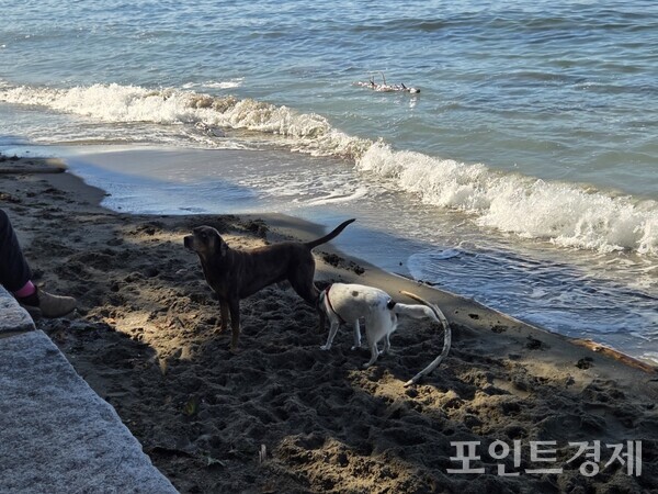13일(현지시간) 캐나다 밴쿠버 잉글리시 베이 비치(English Bay Beach)에 가족들과 함께 나온 반려견들 /사진=김선영 ⓒ포인트경제