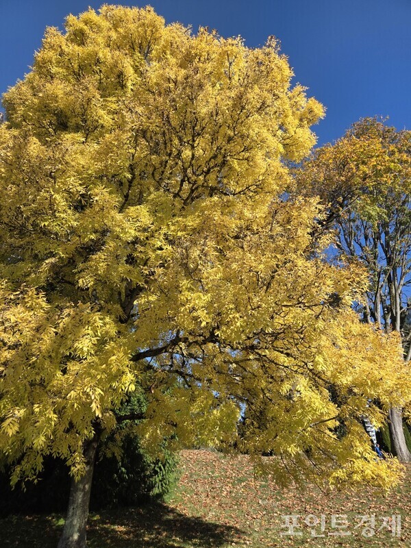 13일(현지시간) 캐나다 밴쿠버 스탠리 공원(Stanley Park)으로 가는 길에 보이는 나무들 /사진=김선영