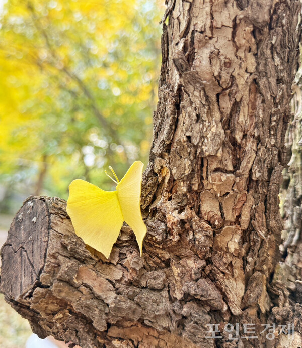 8일 오후 3시께 가을 단풍 은행잎이 나비모양처럼 나무에 걸려 있다. /사진=이영후 ⓒ포인트경제