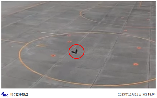 이와테 하나마키공항 활주로에서 새끼곰이 포착된 CCTV 영상 장면/TBS 보도분 캡쳐(포인트경제)
