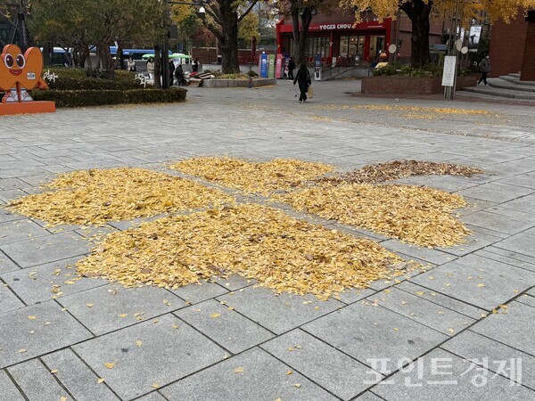 20일 마로니에 공원 은행잎들  ⓒ포인트경제 /사진=명은별