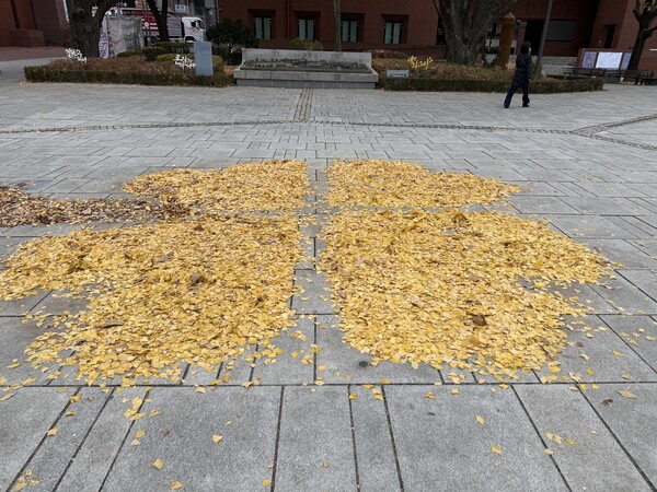 20일 마로니에 공원 은행잎들  ⓒ포인트경제 /사진=명은별