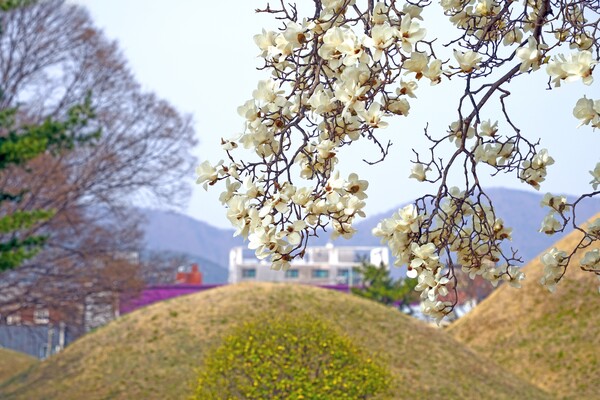 경주시 노서동 고분군에 만개한 목련이 화려한 자태를 뽐내고 있다, 사진=경주시청(포인트경제)
